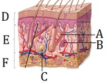996_Fibrous connective tissue.jpg